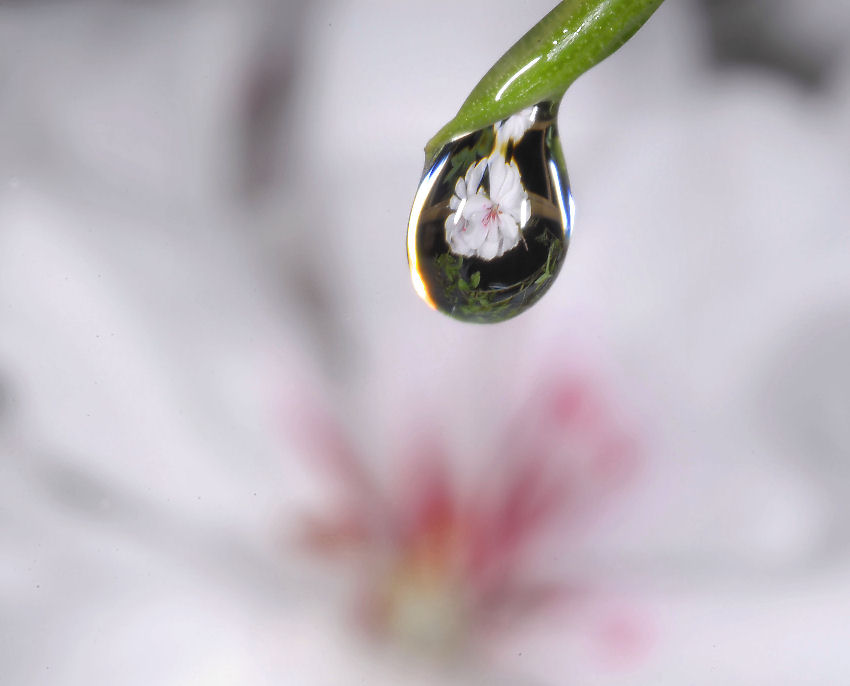 Geranio bianco allo specchio